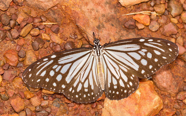 Parantica aglea melanoides