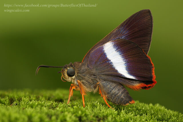 Bibasis sena uniformis