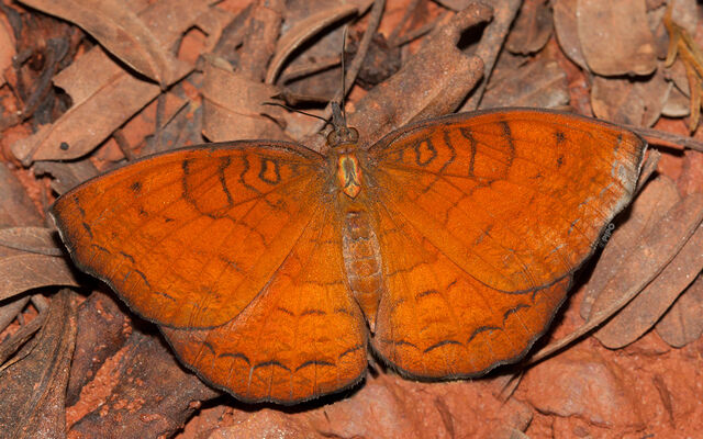 Ariadne specularia arca