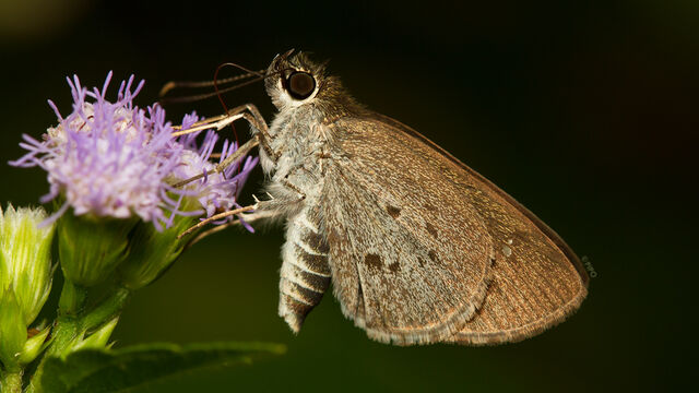 Suastus minutus aditia