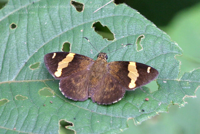 Celaenorrhinus affinis