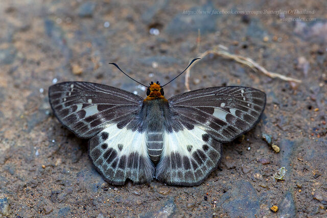 Gerosis phisara phisara