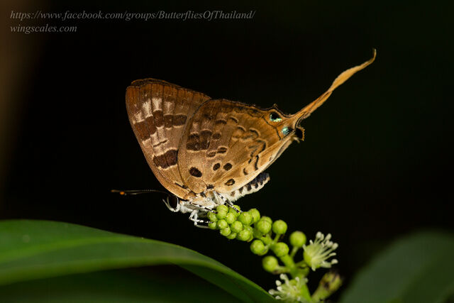 Bindahara phocides phocides