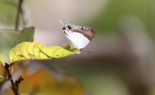Rachana jalindra indra