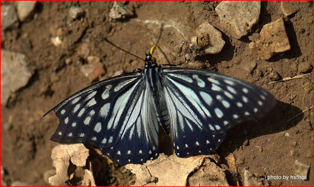 Hestina persimilis persimilis