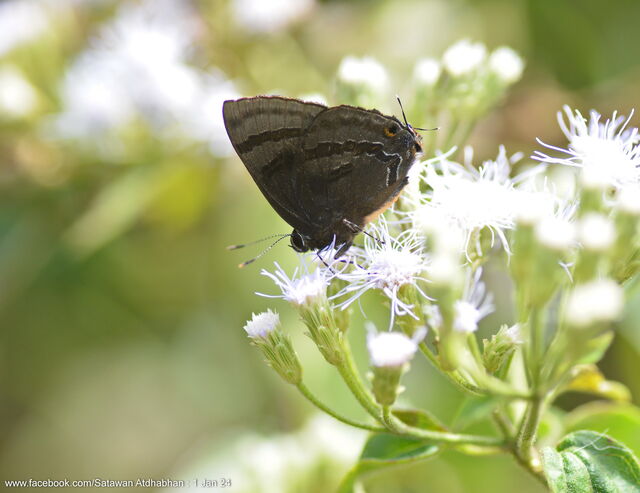 Rapala rhoecus rhoecus