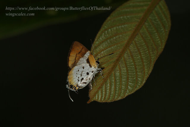 Araotes lapithis lapithis