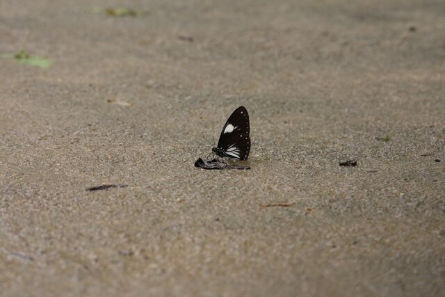 Papilio paradoxa aenigma