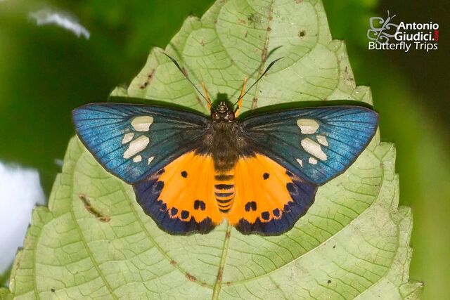 Pintara pinwilli pinwilli