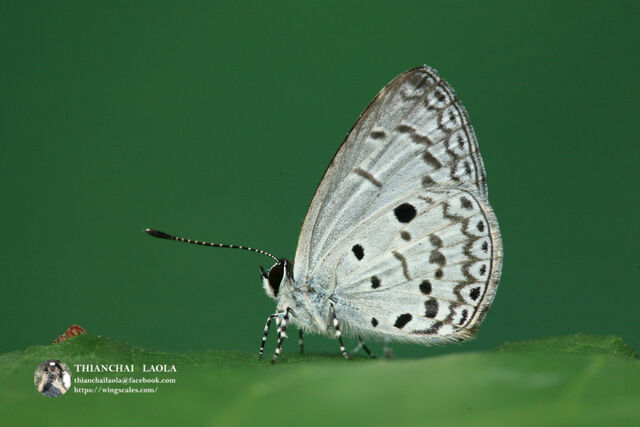 Callenya melaena melaena