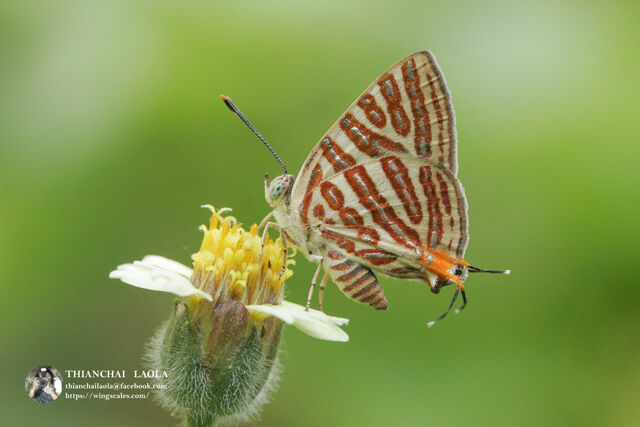 Spindasis syama peguanus
