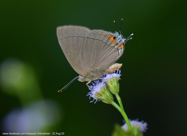 Tajuria deudorix ingeni