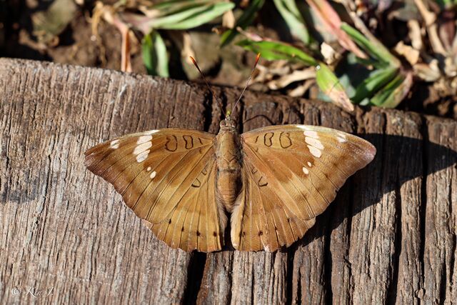 Euthalia aconthea garuda