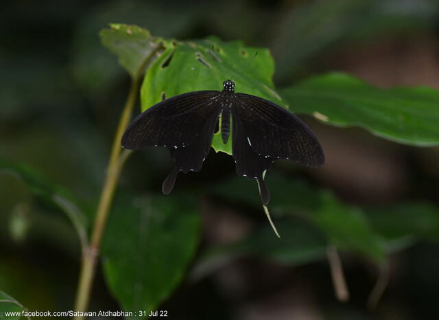 Papilio chaon annulus