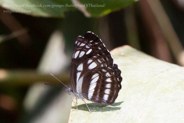 Neptis magadha magadha
