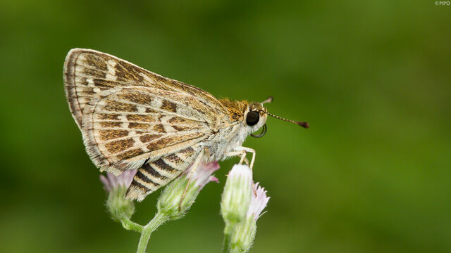 Taractrocera maevius sagara