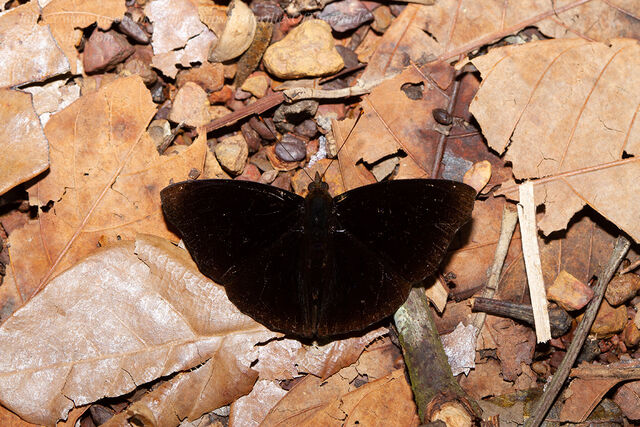 Rohana parisatis pseudosiamensis