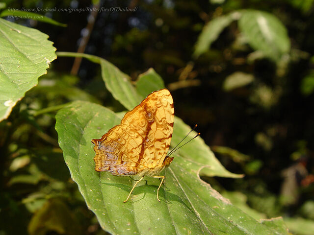 Symbrenthia lilaea lilaea