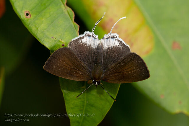 Sinthusa malika amata