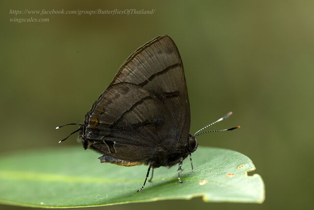 Rapala melida nicevillei