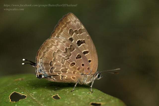 Arhopala eumolphus eumolphus
