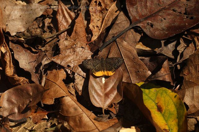 Mooreana trichoneura trichoneura
