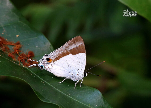 Rachana jalindra burbona