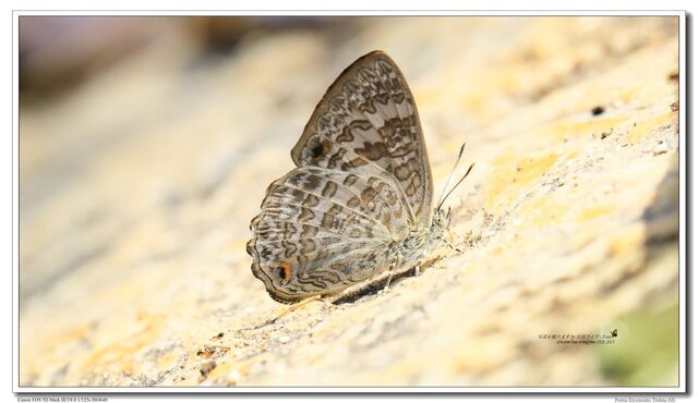 Poritia erycinoides elsiei