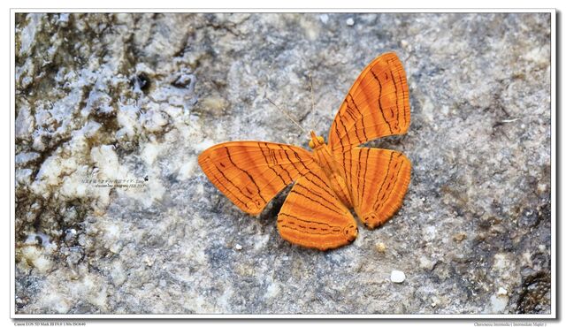 Chersonesia intermedia rahrioides