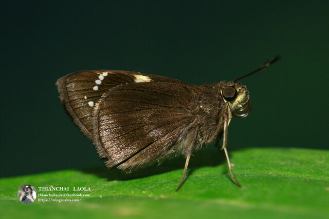 Ancistroides feisthamelii alysos