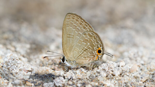 Jamides bochus bochus