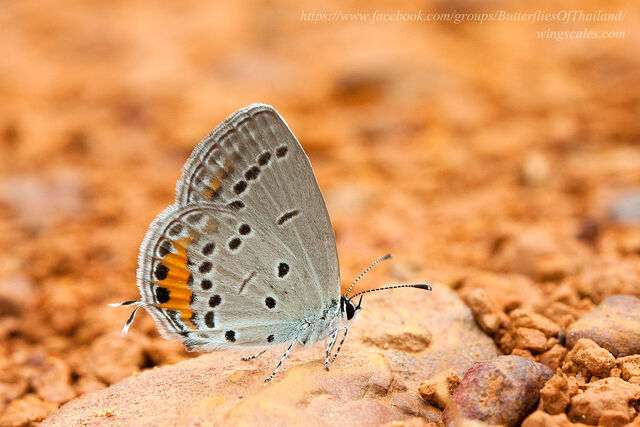 Cupido argiades diporides