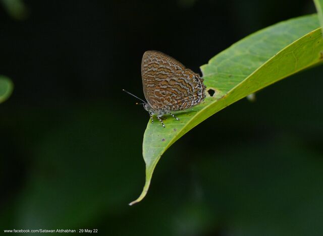 Poritia sumatrae sumatrae