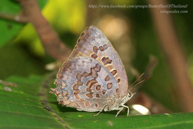 Arhopala amantes amatrix