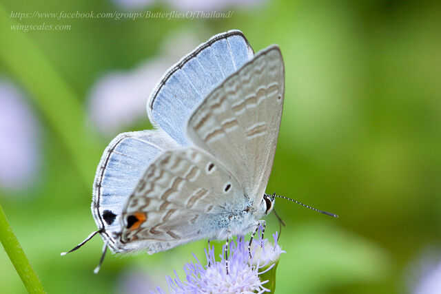 Catochrysops panormus exiguus