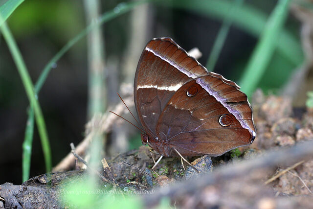 Thaumantis noureddin noureddin