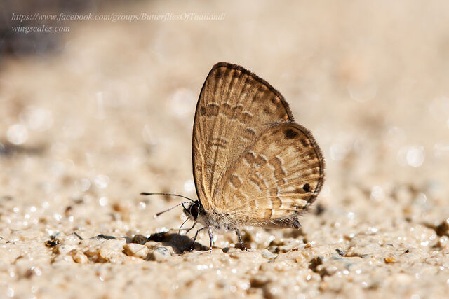 Prosotas lutea sivoka