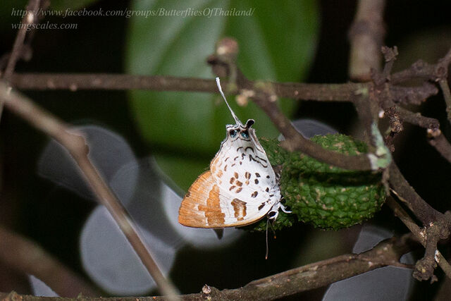 Bindahara phocides phocides