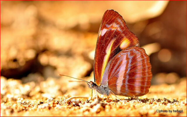 Neptis ananta learmondi