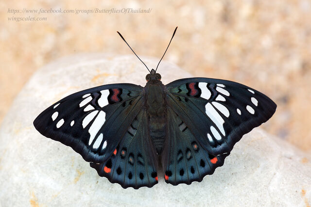 Euthalia lubentina lubentina