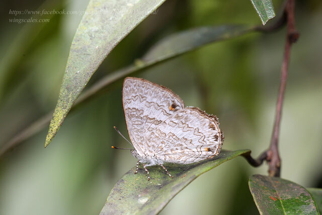 Poritia manilia evansi