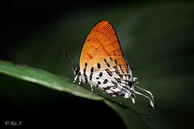 Drupadia ravindra boisduvalii