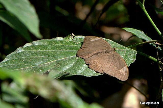Tanaecia julii odilina