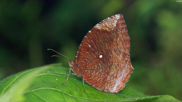 Elymnias hypermnestra violetta