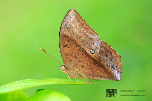 Discophora sondaica zal