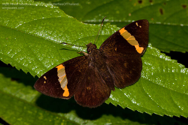 Aurivittia vietnamicus