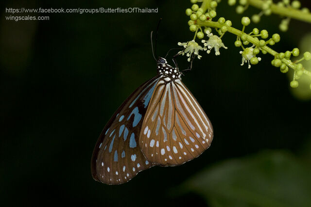 Ideopsis vulgaris contigua