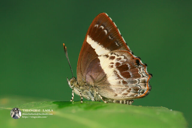 Simiskina phalena harterti