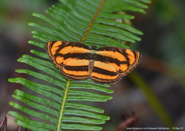 Pantoporia paraka paraka