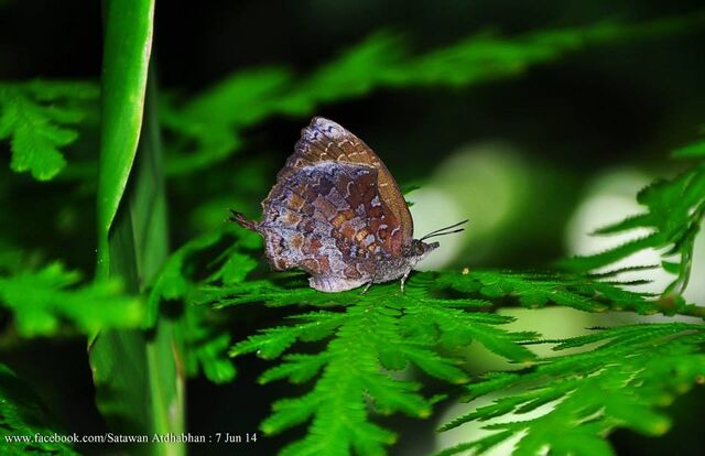 Mahathala ariadeva ariadeva